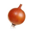 Sementes Orgânicas de Cebola Bola Precoce (0,2g) KORIN