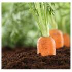 Sementes Orgânicas de Cenoura Brasília (0,1g) KORIN