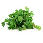 Sementes Orgânicas de Coentro Verdão (0,5g) KORIN