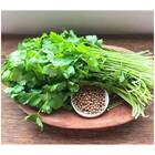 Sementes Orgânicas de Coentro Verdão (0,5g) KORIN