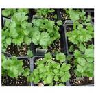 Sementes Orgânicas de Coentro Verdão (0,5g) KORIN