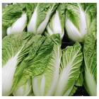 Sementes Orgânicas de Couve Chinesa Pe-Tsai (0,12g) KORIN