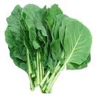 Sementes Orgânicas de Couve Manteiga da Geórgia (0,2g) KORIN