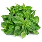 Sementes Orgânicas de Manjericão Basilicão (0,08g) KORIN