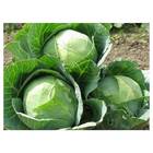 Sementes Orgânicas de Repolho Louco de Verão (0,2g) KORIN