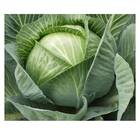 Sementes Orgânicas de Repolho Louco de Verão (0,2g) KORIN