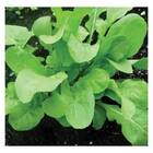 Sementes Orgânicas de Rúcula Giovana (0,1g) KORIN