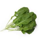 Sementes Orgânicas de Rúcula Giovana (0,1g) KORIN