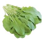 Sementes Orgânicas de Rúcula Giovana (0,1g) KORIN