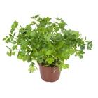 Sementes Orgânicas de Salsa Lisa (0,12g) KORIN