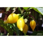 Sementes Pimenta Biquinho Amarela  Isla