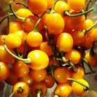 Sementes Pimenta Bode (amarela) Topseed