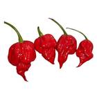Sementes Pimenta Cowboy [trinidad Scorpion Vermelha] Feltrin