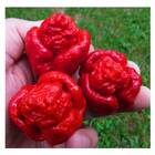 Sementes Pimenta Cowboy [trinidad Scorpion Vermelha] Feltrin