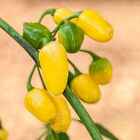 Sementes Pimenta Cumari Do Pará (guaraci) Isla