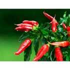 Sementes Pimenta Malagueta Isla