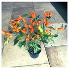 Sementes Pimenta Stromboli [ornamental] Isla