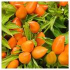 Sementes Pimenta Stromboli [ornamental] Isla