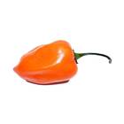 Sementes Pimenta Stromboli [ornamental] Isla