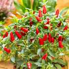 Sementes Pimenta Tabasco Topseed