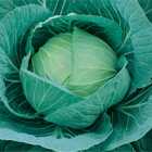 Sementes Repolho (60 Dias) Topseed