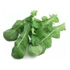 Sementes Rúcula Antonella Cultivada Peletizada (1000un) Isla