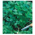 Sementes Salsa Graúda Portuguesa (10g) Blueline Topseed