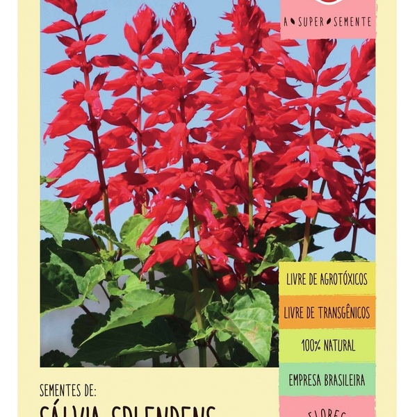 Sementes Salvia Splendens Alta (flor-de-cardeal) Isla