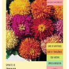 Sementes Zinnia Cactuosa Sortida Isla