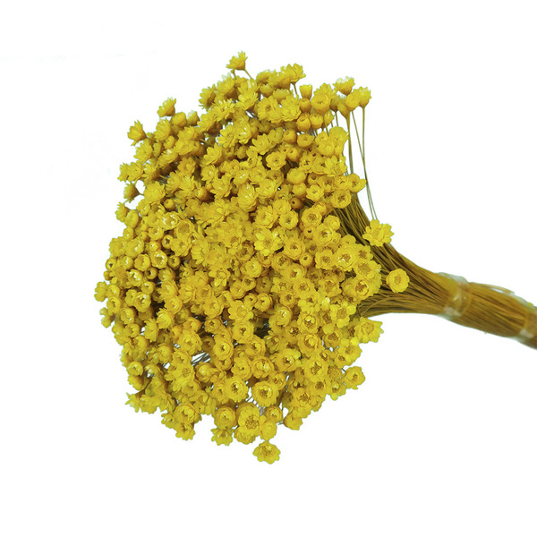 Sempre Viva Amarela 700 Flores Desidratadas