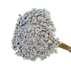 Sempre Viva Branca Champanhe 700 Flores Desidratadas