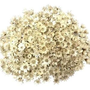 Sempre Viva Florzinha Branca I Flores Desidratadas | Leroy Merlin