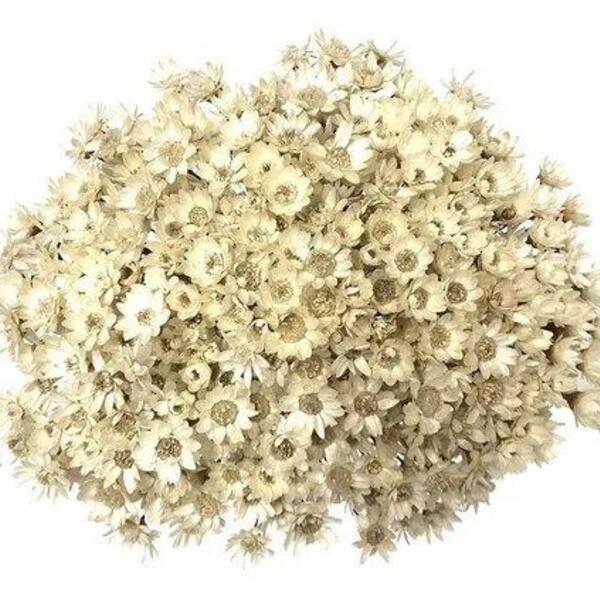 Sempre Viva Florzinha Branca I Flores Desidratadas