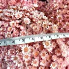 Sempre Viva Florzinha Cor De Rosa I Flores Desidratadas