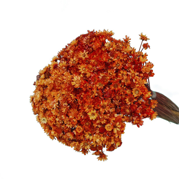 Sempre Viva Laranja 700 Flores Desidratadas