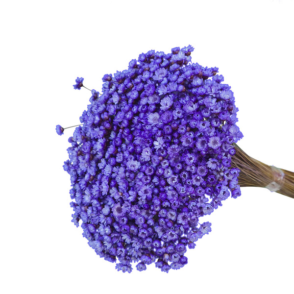 Sempre Viva Lilás 700 Flores Desidratadas