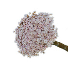 Sempre Viva Rosa Bebê 700 Flores Desidratadas