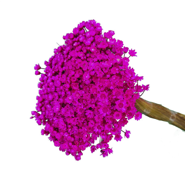 Sempre Viva Rosa Pink 700 Flores Desidratadas