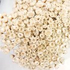 Sempre Vivas Branca Lembrança, Decoração 1200 Flores