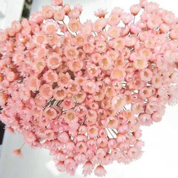 Sempre Vivas Cor De Rosa Lembrança, Decoração 1200 Flores