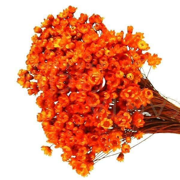 Sempre Vivas Laranja Lembrança, Decoração 600 Flores