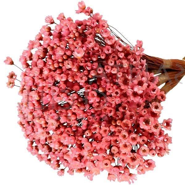 Sempre Vivas Rosa Forte Lembrança, Decoração 3000 Flores