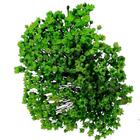 Sempre Vivas Verde Lembrança, Decoração 1500 Flores