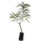 Seriguela Spondias Purpurea Planta Natural