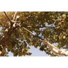 Serrote Com Lamina Metalica De 13 Polegadas Sem Cabo Tramonti