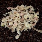 Sphagnum - Musgo Seco - Esfagno - 1 Kg