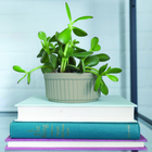 Cement Finish Tinta Spray Efeito Cimento 340G Specialty Rust-Oleum