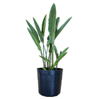 Strelitzia Strelitzia reginae Médio Planta Natural