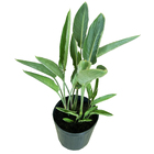 Strelitzia Strelitzia reginae Médio Planta Natural