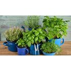 Substrato Preparado Para Mudas Com Turfa e Perlita CPC Garden